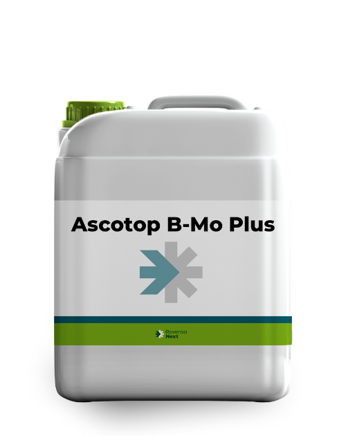 Asctotop B-Mo Plus 5 L