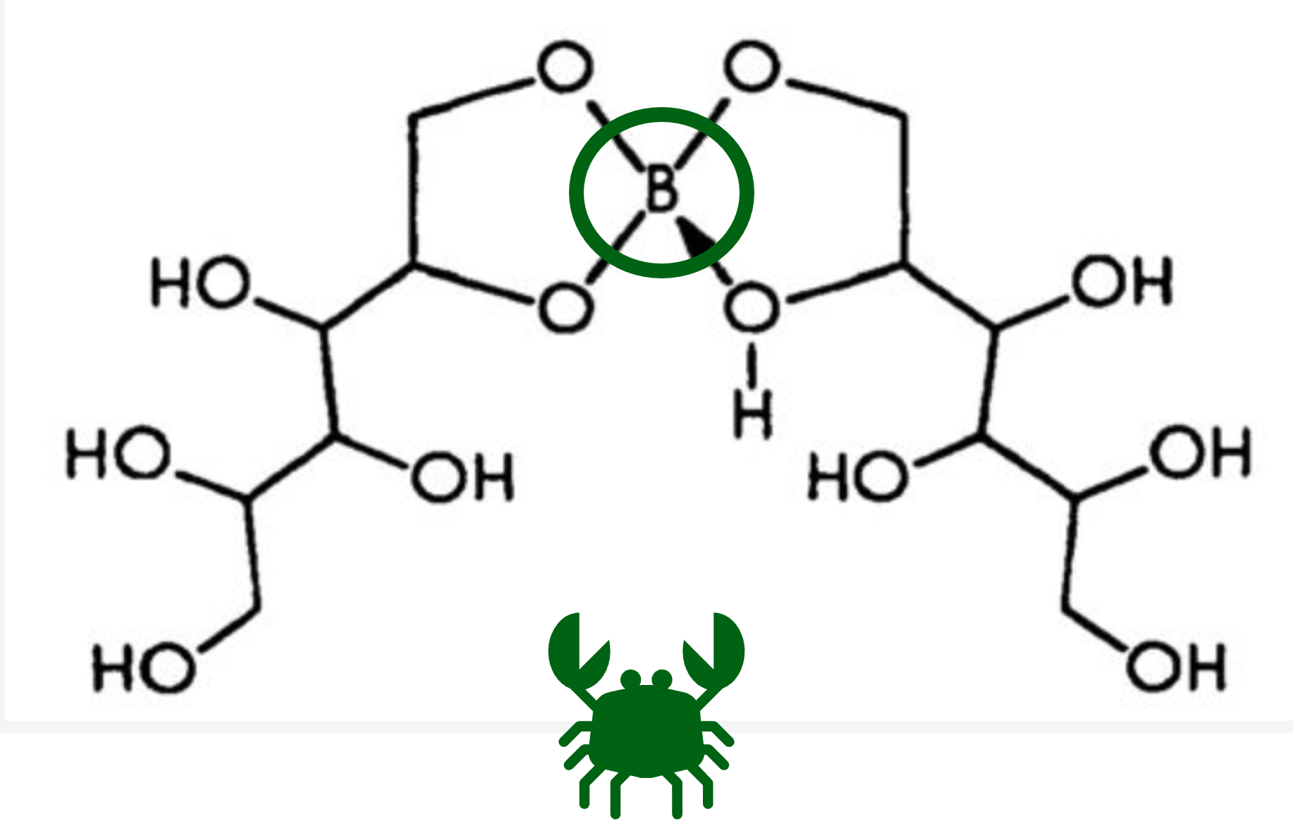 Att.3. Mannitol-B-mannitol komplekss. Cukura spirts mannīts spēj saistīties ar boru un padarīt to kustīgāku.