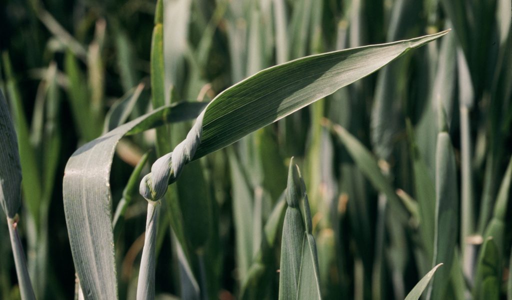 Typical symptoms of copper deficiency in wheat - leaf close up